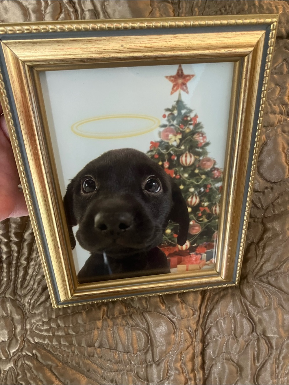 Black Lab pup Photo Frame Print - Pets Dog